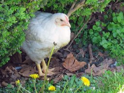 GroceryStoreBrandChicken