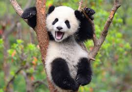 VexxPanda