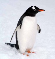 penguin