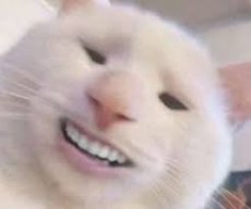 Catto